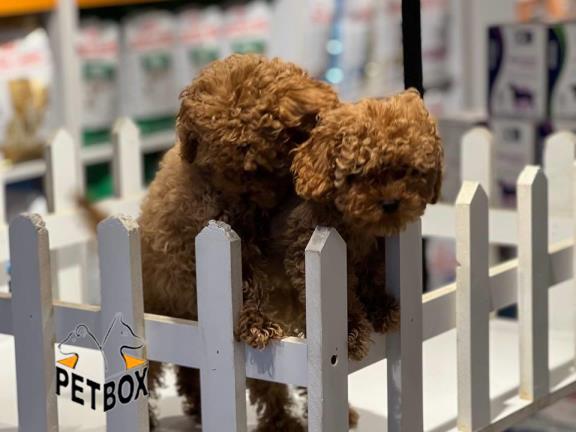 فروش توی پودل های رنگ رد