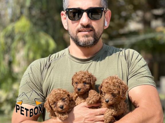 فروش توله های توی پودل