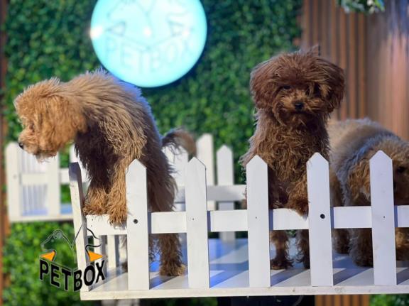 فروش توله ی پودل 