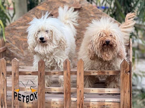 فروش پودل مینیاتوری 