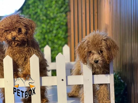 فروش توی پودل