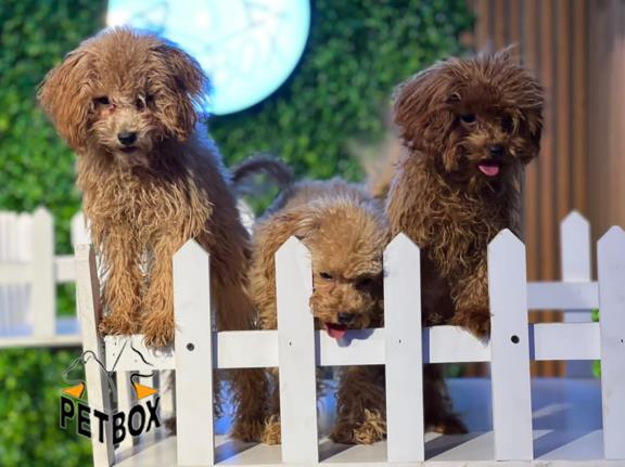 فروش توله های توی پودل