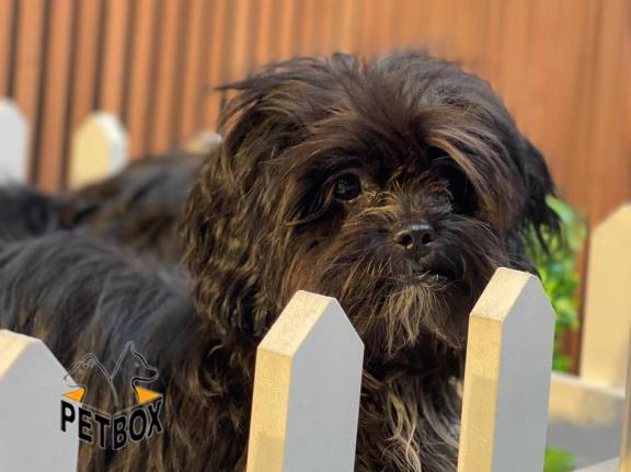 فروش توله های میکس نژاد شیتزو و پودل 