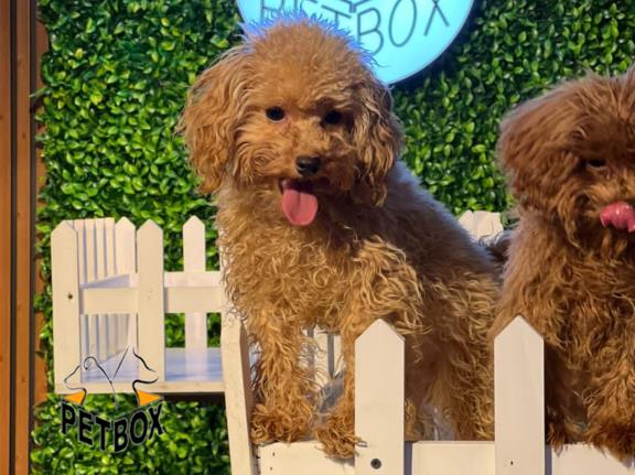 فروش توله های توی پودل رنگ رد وارداتی