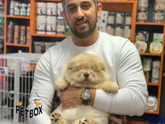 فروش توله ی صورت چروک چاوچا وارداتی