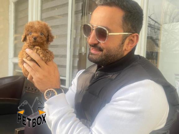 فروش توله ی توی پودل سایز صفر