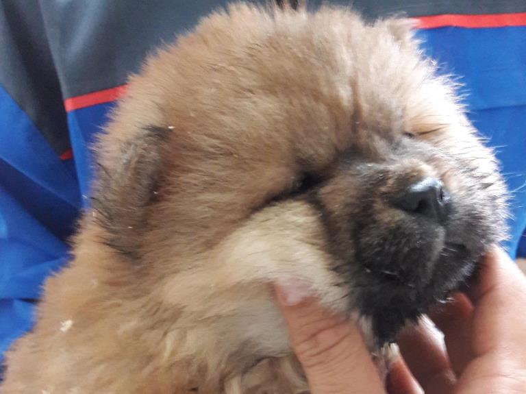 خرسی-فروش توله چاو چاو