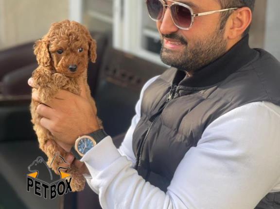 فروش توله های توی پودل سایز تی کاپ