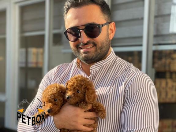 فروش توله ی توی پودل وارداتی کد 3