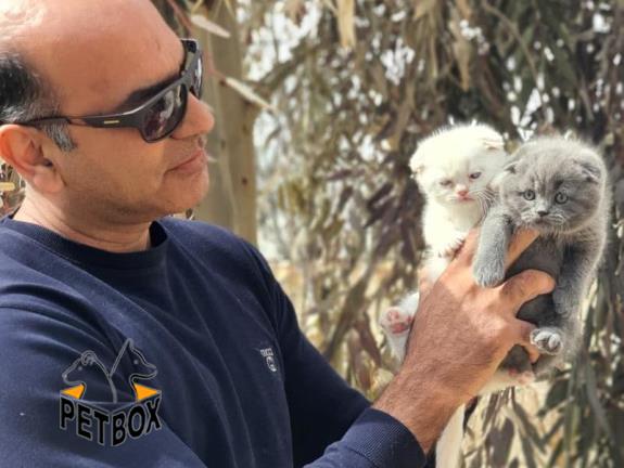 فروش گربه های اسکاتیش فولد 