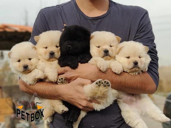 فروش توله های چاوچاو