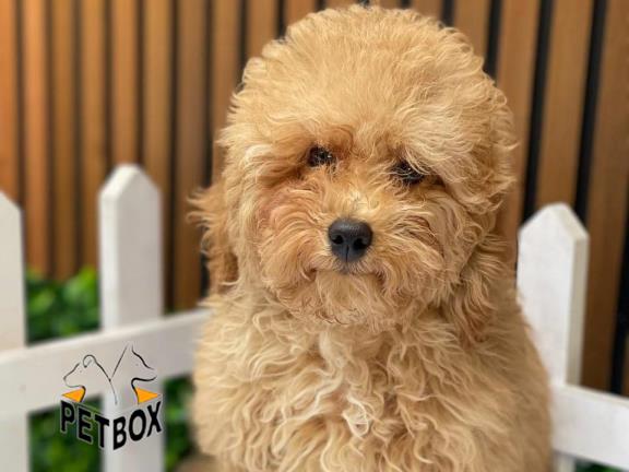 فروش توله ی پودل مینیاتوری