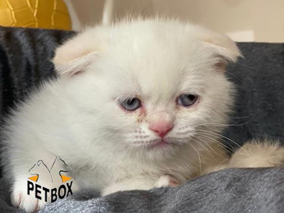 فروش گربه ی اسکاتیش فولد