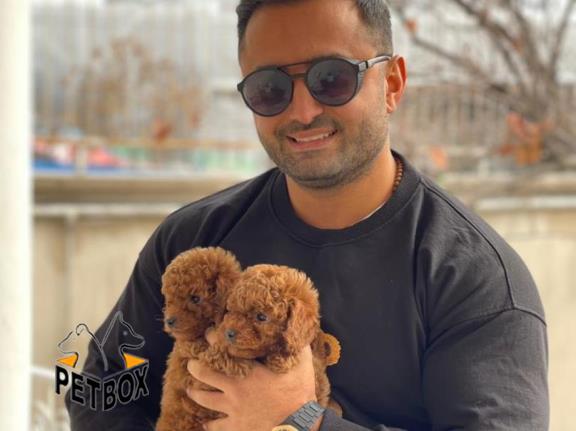 فروش پودل کد 4