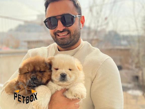 فروش توله های چاوچاو