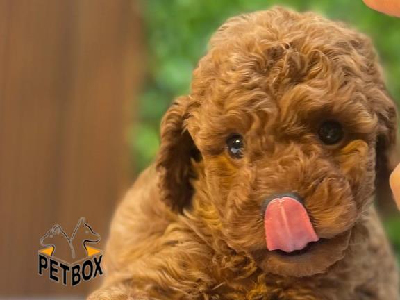 فروش توله ی توی پودل وارداتی  سایز تیکاپ