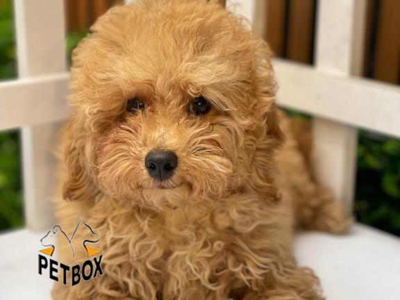 فروش توله ی پودل مینیاتوری