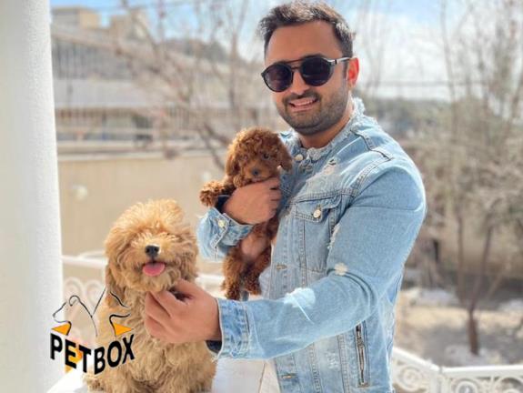 فروش پودل در تمام تیپ بندی ها