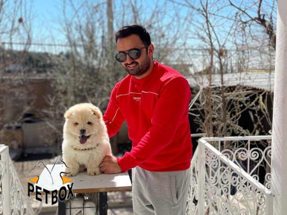 فروش توله های چاوچاو