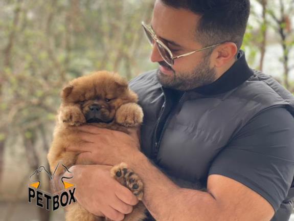 فروش توله های چاوچاو کد 2