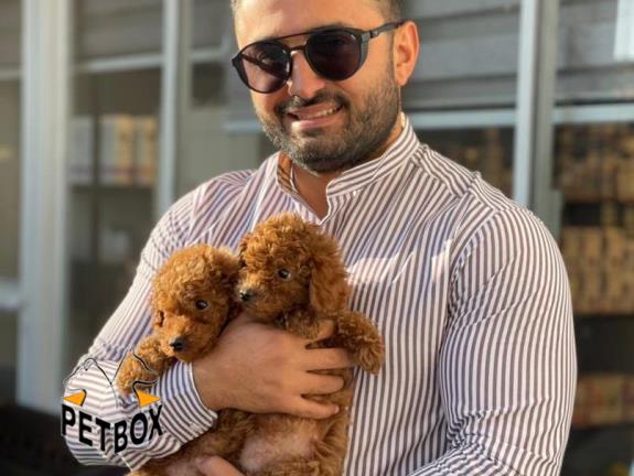 فروش توله ی توی پودل وارداتی  سایز تیکاپ