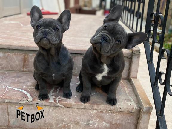 فروش توله ی فرنچ بولداگ 