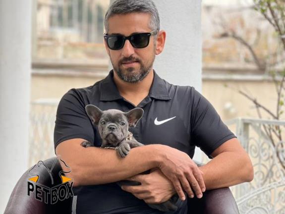 فروش توله ی فرنچ بولداگ کد 2