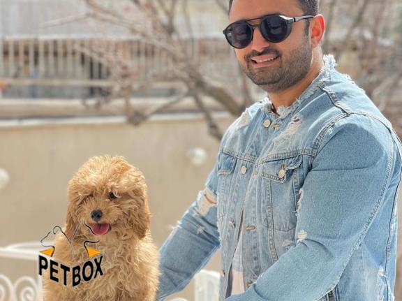  فروش توله ی پودل مینیاتوری  کد 2