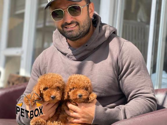 فروش توله ی توی پودل وارداتی