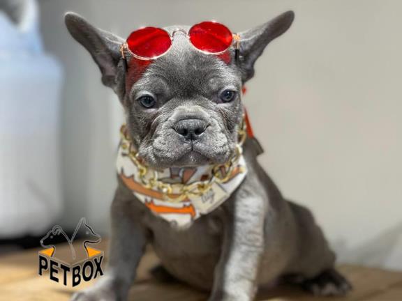 فروش توله ی وارداتی فرنچ بولداگ