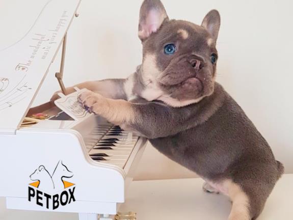 فروش توله فرنچ بولداگ وارداتی 