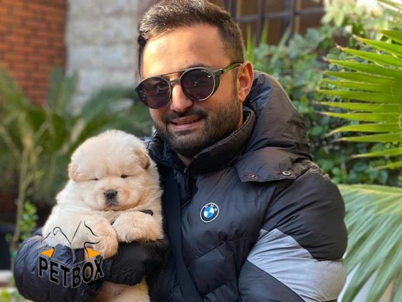 فروش توله های چاوچاو رنگ شیری