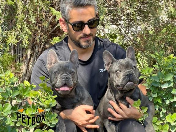 فرنچ بلداگ های جذاب پتباکس