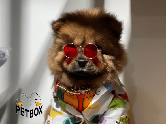 فروش توله ی چاوچاو وارداتی رنگ پرتقالی