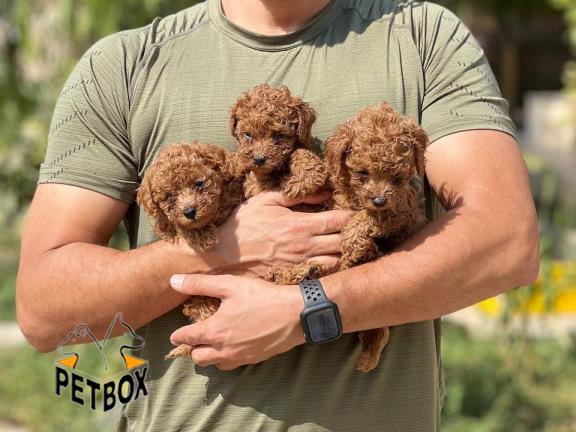 فروش توله ی پودل کد 5