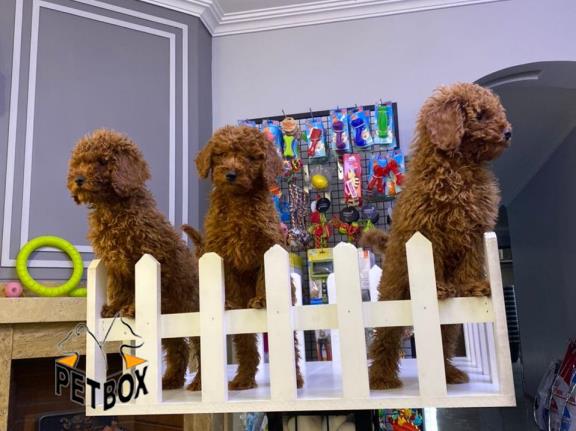 فروش توی پودل وارداتی کد 2