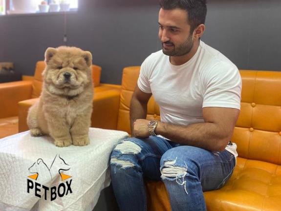 فروش توله ی چاوچاو وارداتی رنگ پرتقالی کد 1