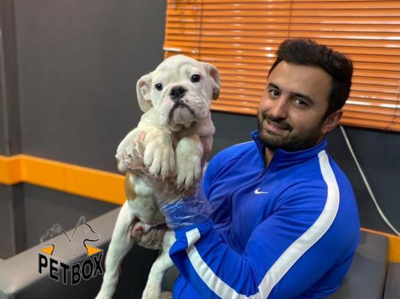 فروش توله ی انگلیش بولداگ