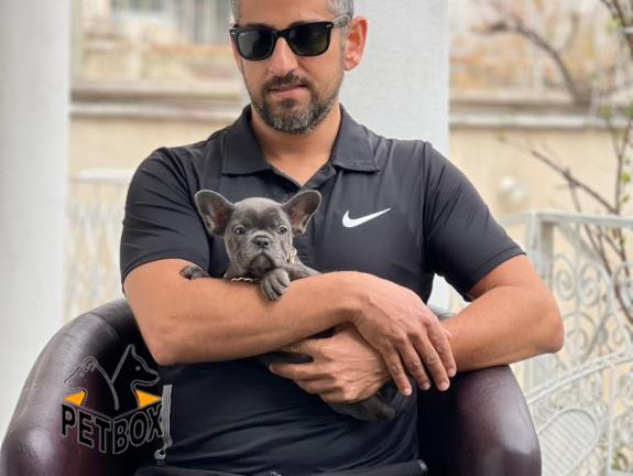 فروش توله ی فرنچ بولداگ 