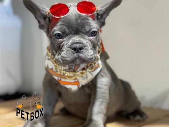 فروش توله ی فرنچ بولداگ کد 3