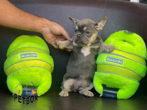 فروش توله ی فرنچ بلداگ وارداتی در رنگ خاص