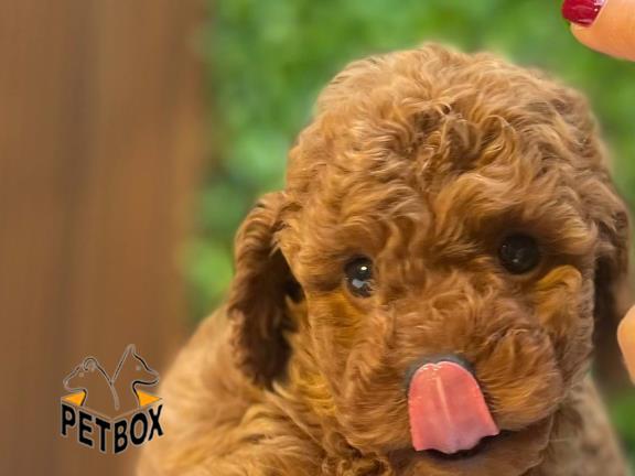 فروش توی پودل رنگ رد کد 7