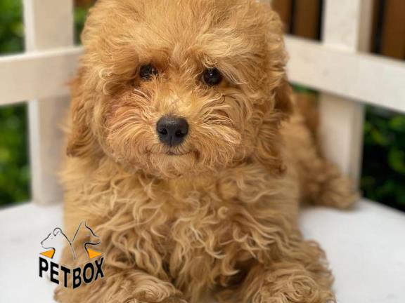 فروش توله ی پودل مینیاتوری کد 4