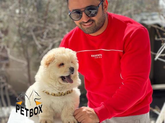 فروش توله ی چاوچاو 