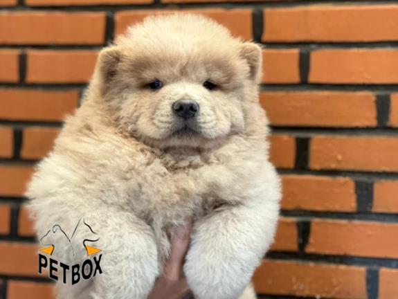 فروش توله های چاوچاو کد 3