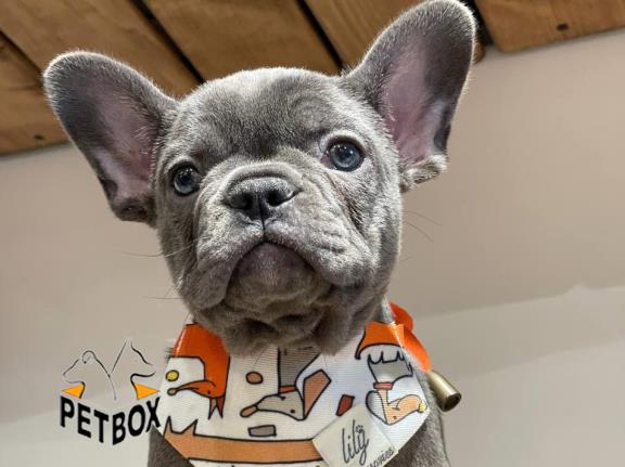 فروش توله ی فرنچ بولداگ 