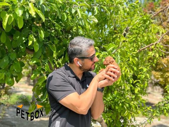 فروش توی پودل سایز تیکاپ