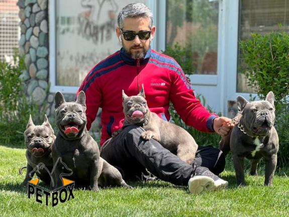 فروش توله ی فرنچ بولداگ کد 4