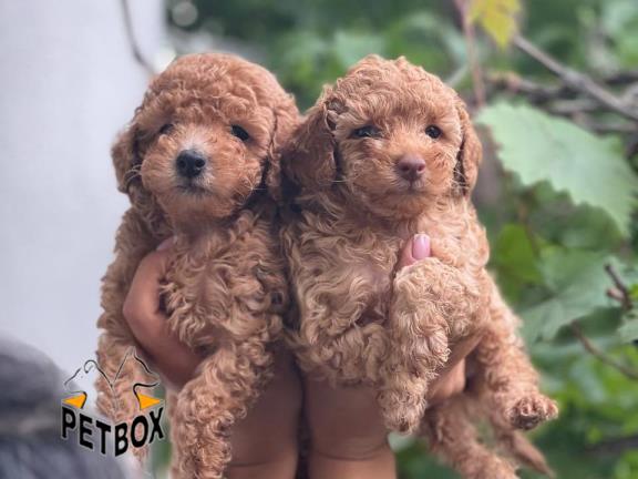 فروش توله های توی  پودل کد 9