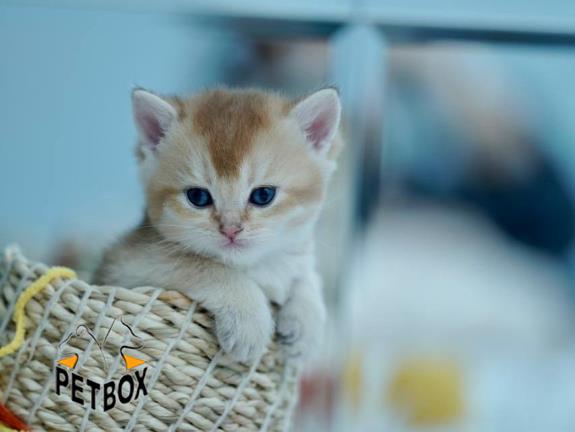 فروش گربه های بریتیش ny11